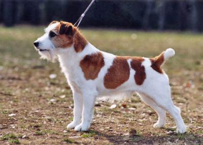 Jack Russell Terrier