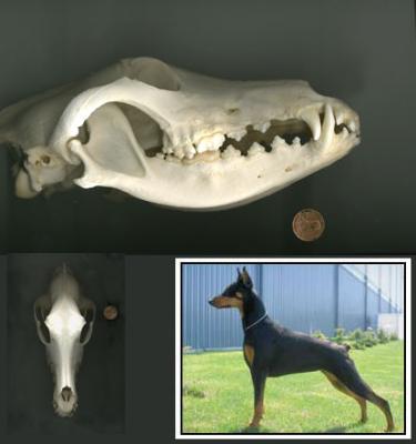 DOBERMAN