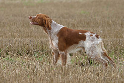 spaniel breton